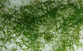 小龙虾塘中，种伊乐藻有那些好处?什么时候种?怎么种?