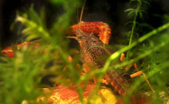 养龙虾适合种植的水草种类是哪些？