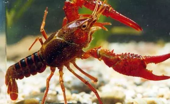 高温季节控制小龙虾养殖池水草疯长技术介绍