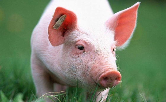 猪生长发育分哪几个主要阶段？