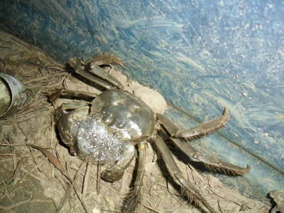 秋季河蟹养殖管理为什么死亡