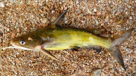 池塘养殖黄颡鱼有哪些要求